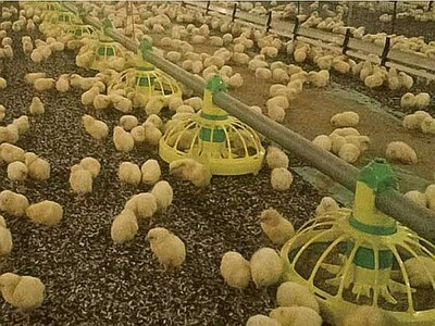 Cage and floor housing systems Poultry farming - Cage and floor housing systems
