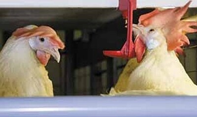 Drinking systems Poultry farming - Drinking systems