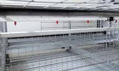 Drinking systems Poultry farming - Drinking systems